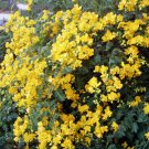 15 seeds - Cassia bicapsularis Christmas Senna Shrub Plant #ggvm5