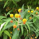 20 seeds - Rare Buddleia globosa - Golden Ball Butterfly Bush Plant #ggvm5