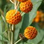 20 seeds - Rare Buddleia globosa - Golden Ball Butterfly Bush Plant #ggvm5