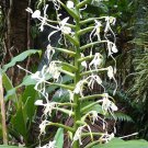 10 seeds - Hedychium stenopetalum - Slenderpetal Lily Plant #ggvm5