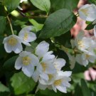 15 seeds - Philadelphus lewisii - Wild Mock Orange Plant #ggvm5