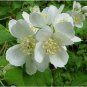 15 seeds - Philadelphus lewisii - Wild Mock Orange Plant #ggvm5