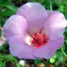10 seeds - Alyogyne hakeifolia - Red Centred HIbiscus Plant #ggvm5