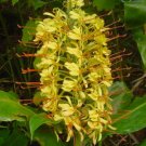 15 seeds - Hedychium gardnerianum - Kahili ginger Plant #ggvm5