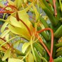 15 seeds - Hedychium gardnerianum - Kahili ginger Plant #ggvm5