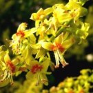 10 seeds - Koelreuteria bipinnata, Chinese Golden Rain tree Plant #ggvm5