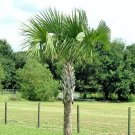 10 seeds - Sabal palmetto - Carolina Palmetto Palm Plant #ggvm5