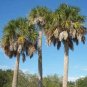 10 seeds - Sabal palmetto - Carolina Palmetto Palm Plant #ggvm5
