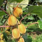 10 seeds - Actinidia deliciosa - Kiwi Vines Fruit bearing Plant #ggvm5