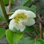 10 seeds - Actinidia deliciosa - Kiwi Vines Fruit bearing Plant #ggvm5