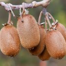 10 seeds - Actinidia chinensis or Golden Kiwi Plant #ggvm5