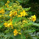 10 seeds - Senna multiglandulosa Buttercup Bush Plant #ggvm5