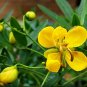 10 seeds - Senna multiglandulosa Buttercup Bush Plant #ggvm5
