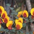 8 seeds - Rare Water Bush - Bossiaea aquifolium Plant #ggvm5