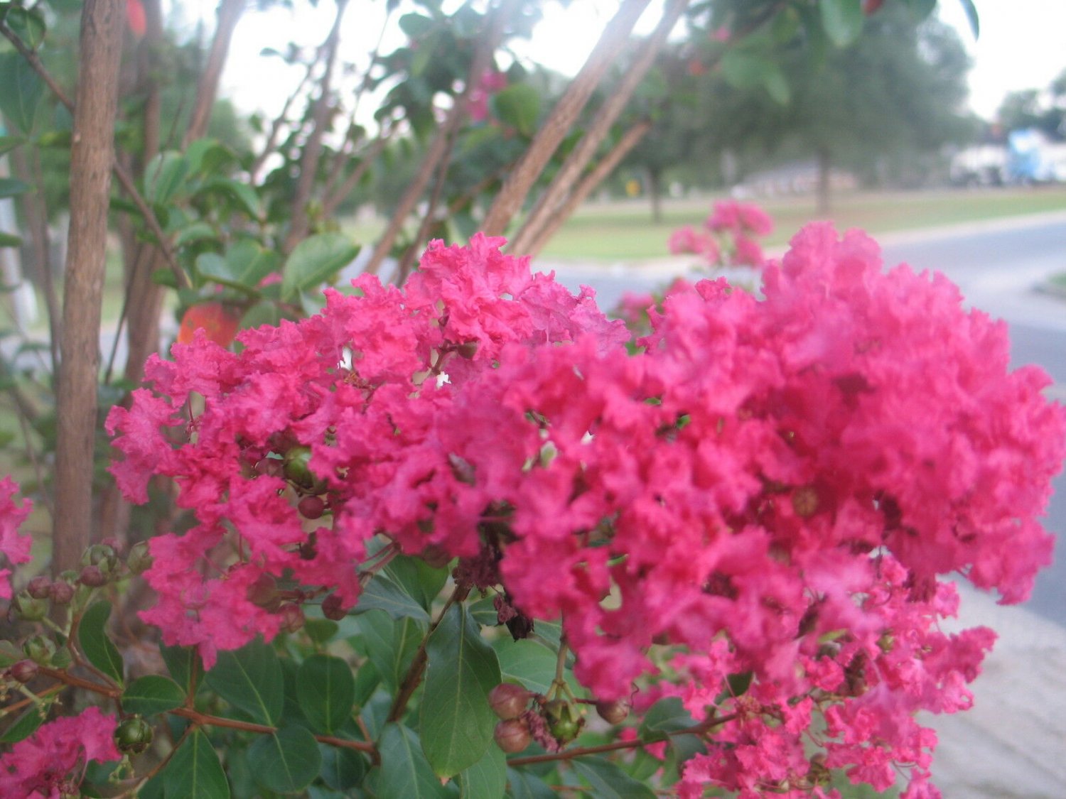 20 seeds - Crepe Myrtle Raspberry Sundae hot pink Plant #ggvm5