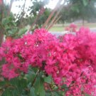 20 seeds - Crepe Myrtle Raspberry Sundae hot pink Plant #ggvm5