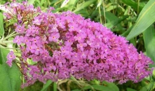 20 seeds - Buddleia davidii - Pink Delight Plant #ggvm5