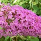 20 seeds - Buddleia davidii - Pink Delight Plant #ggvm5