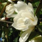 10 seeds - Michelia excelsa - Temple Magnolia Doltsopa Plant #ggvm5