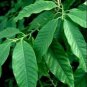 10 seeds - Michelia excelsa - Temple Magnolia Doltsopa Plant #ggvm5