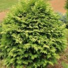 10 seeds - Thuja occidentalis - Wareana Lutescens Plant #ggvm5