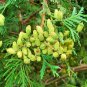 10 seeds - Thuja occidentalis - Wareana Lutescens Plant #ggvm5