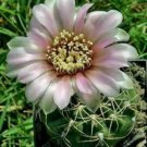 10 seeds - Gymnocalycium kieslingii var. heidiae Plant #ggvm5