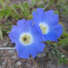 10 seeds - Nolana sp Blue Bird Plant #ggvm5