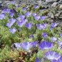 10 seeds - Nolana sp Blue Bird Plant #ggvm5