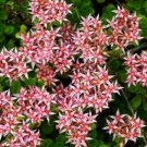 10 seeds - Sedum stoloniferum stolon Stonecrop Plant #ggvm5