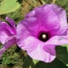 8 seeds - Hibiscus Radyera farragei Plant #ggvm5