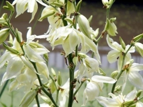 15 seeds - Yucca smalliana Bear Grass or Adams Needle Plant #ggvm5