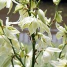 15 seeds - Yucca smalliana Bear Grass or Adams Needle Plant #ggvm5