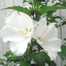 10 seeds - Hibiscus syriacus Diana white Plant #ggvm5
