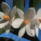 10 seeds - Luzuriaga radicans - Orange Blossom of the Mount Plant #ggvm5