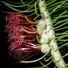 20 seeds - Calothamnus hirsutus - Hairy Claw flower Plant #ggvm5