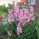 10 seeds - Dictamnus albus var. rubra or Burning Bush Plant #ggvm5
