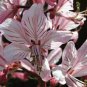 10 seeds - Dictamnus albus var. rubra or Burning Bush Plant #ggvm5