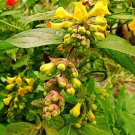 15 seeds - Leycesteria crocothyrsos - Yellow Pheasantberry Plant #ggvm5