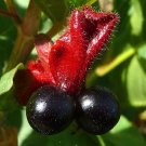 15 seeds - Lonicera involucrata - Bracted Honeysuckle Plant #ggvm5