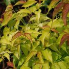 15 seeds - Leycesteria formosa - Aurea Gold Leaf Honeysuckle Plant #ggvm5