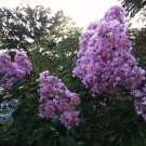 10 seeds - Crepe Myrtle Muskogee Lavender Plant #ggvm5