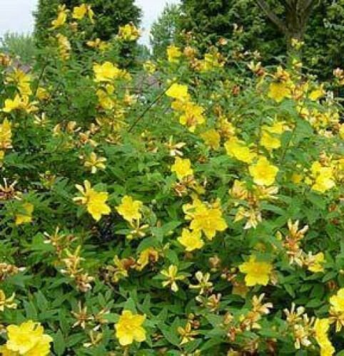 20 seeds - Hypericum beanii - Gold Cup Plant #ggvm5