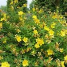 20 seeds - Hypericum beanii - Gold Cup Plant #ggvm5