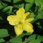 20 seeds - Hypericum beanii - Gold Cup Plant #ggvm5