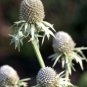 10 seeds - Eryngium alternatum - Mexican Sea Holly Plant #ggvm5