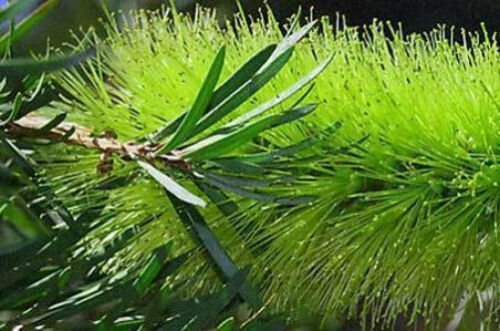 20 seeds - Callistemon pachyphyllus or Lime Bottlbrush Plant #ggvm5