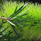 20 seeds - Callistemon pachyphyllus or Lime Bottlbrush Plant #ggvm5