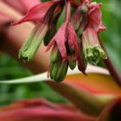 15 seeds - Beschorneria yuccoides Agave Plant #ggvm5