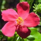 10 seeds - Hibiscus ferrugineus Plant #ggvm5